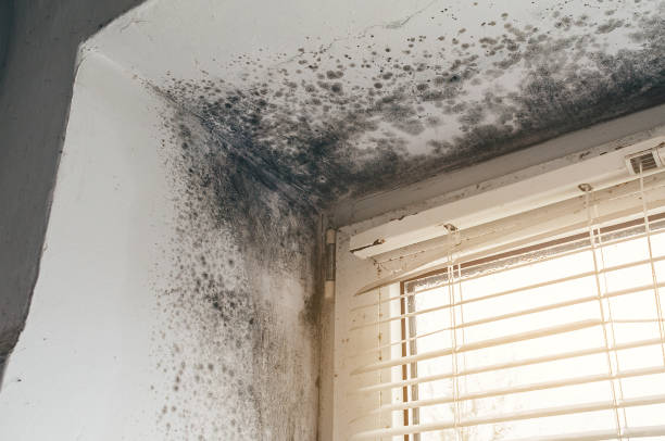 Affordable Commercial Mold Remediation solutions in Hastings, MI